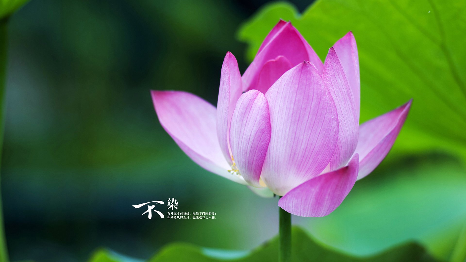 IM体育数据分析平台-步行者末节风暴，米切尔关键先生时刻击溃掘金