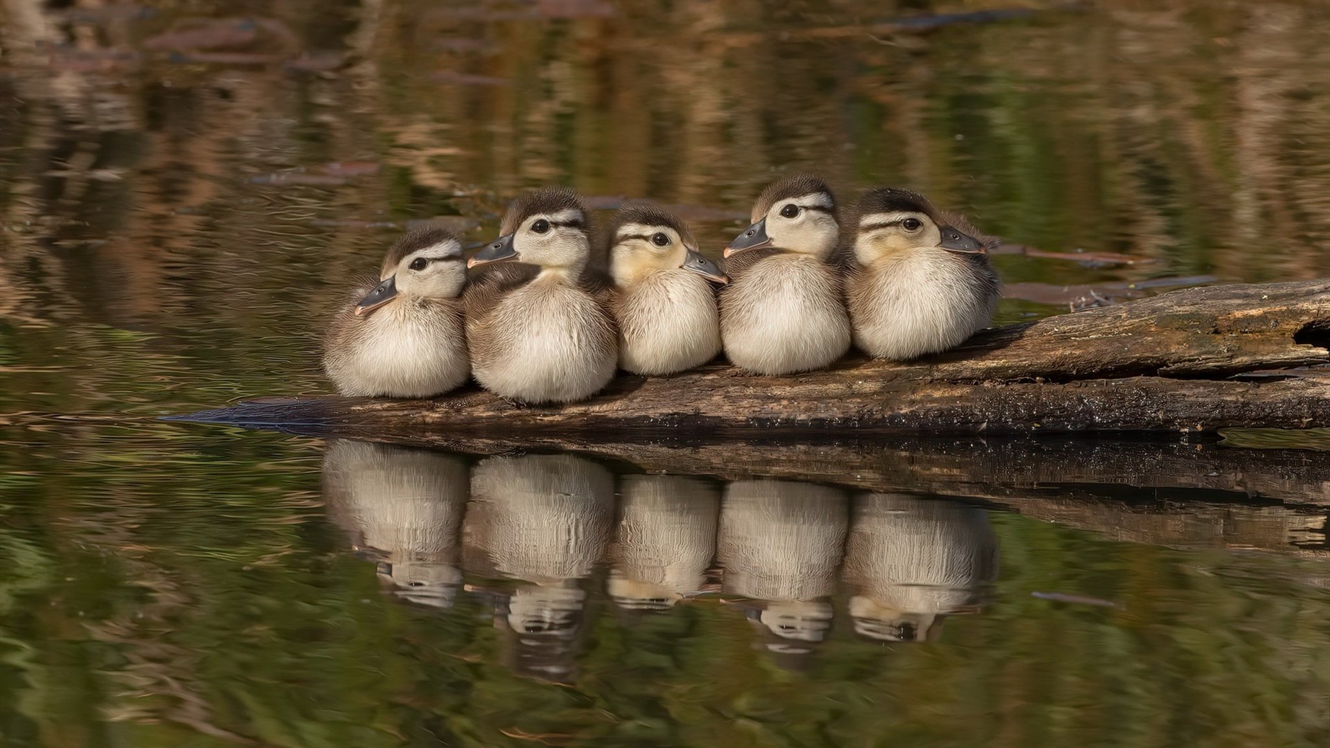 IM体育注册链接-库里末节狂飙导演逆转，76人强势攻克凤凰城