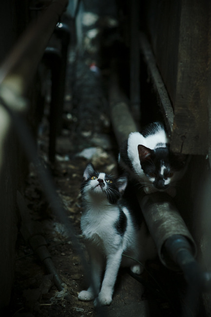 舞台越大越强,字母哥的统治力与雄鹿对辽宁的战术压制